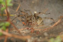 06-7607 Funnelweb Spider (Agelena labyrinthica) France.